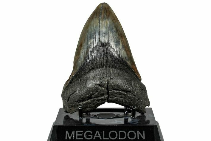 Fossil Megalodon Tooth - South Carolina #307441